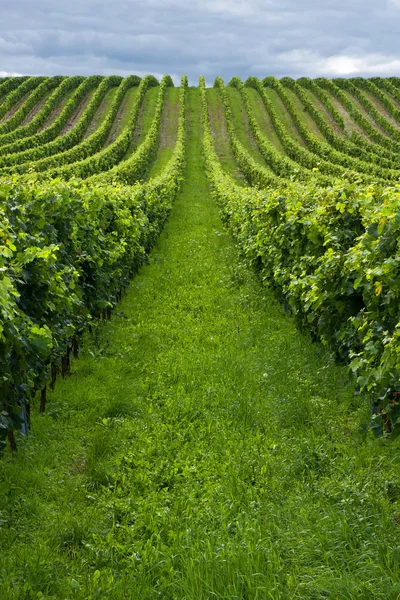Rows of grapes — Stock Photo, Image