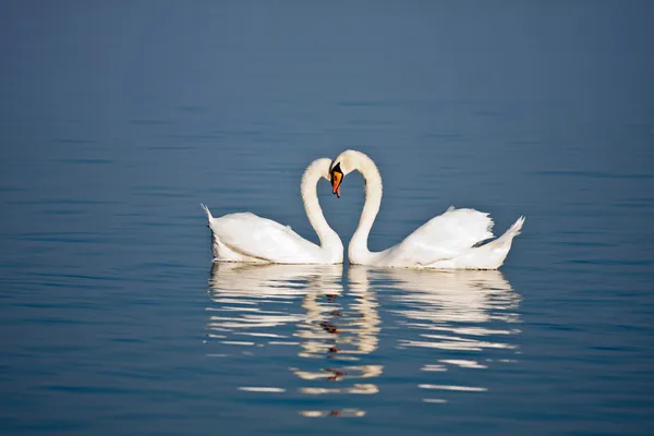 Cisnes amor — Fotografia de Stock