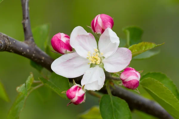 stock image Apple flower