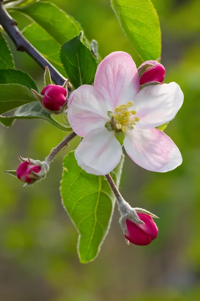 stock image Apple flower