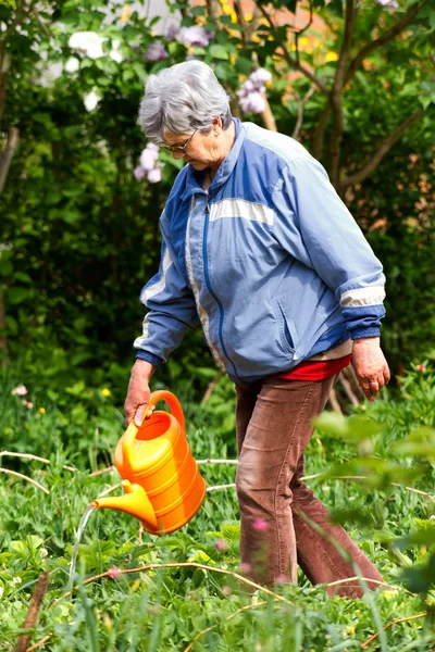 stock image Watering