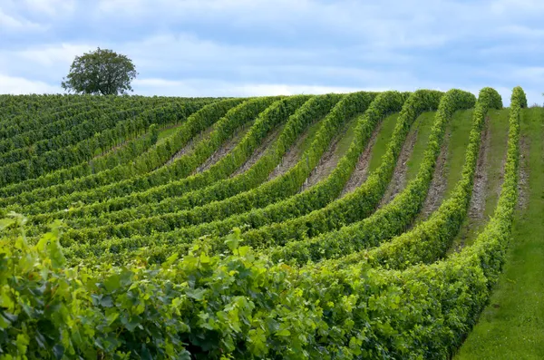 Beautiful rows of grape — Stock Photo, Image