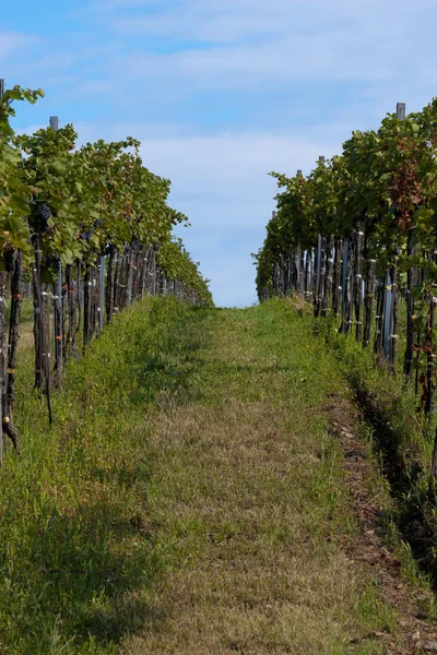 Красивые ряды винограда — стоковое фото