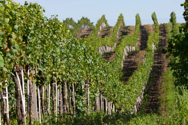 Прекрасні ряди винограду — стокове фото
