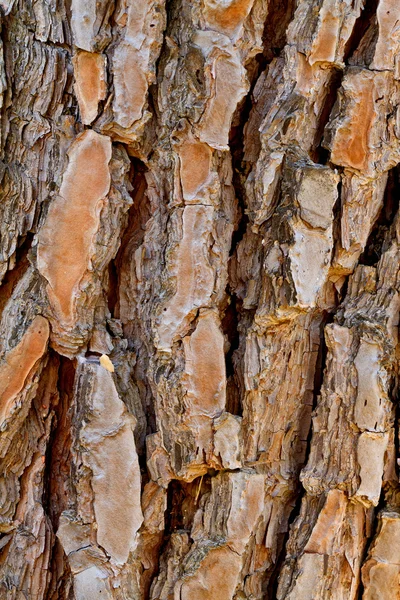 Corteza de pino —  Fotos de Stock