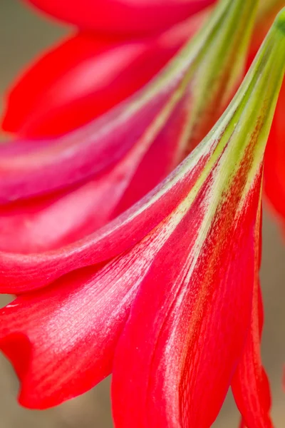 Röd Lilja — Stockfoto