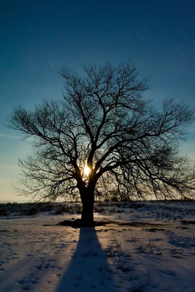 Luna y árbol — Foto de Stock