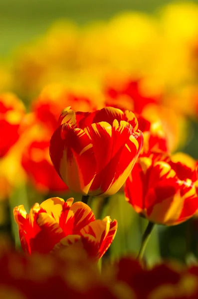 Coloful tulips — Stock Photo, Image