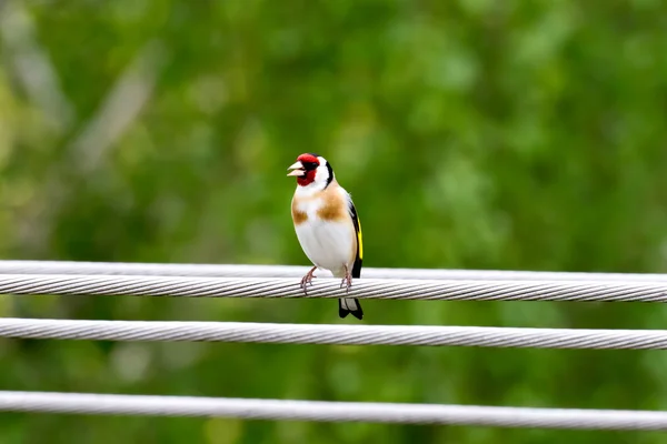 Goldfinch. — Fotografia de Stock