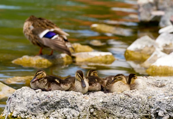 Wild duck family — Stock Photo, Image