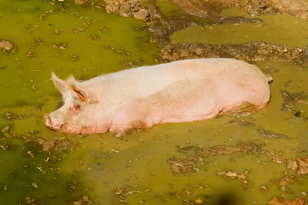 Cerdo completo — Foto de Stock