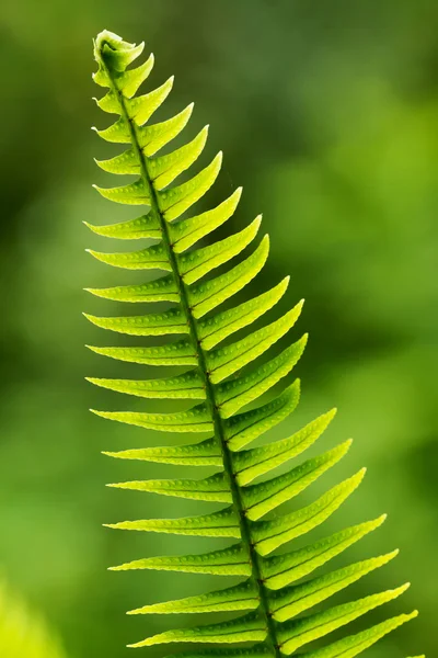 stock image Fern leaf