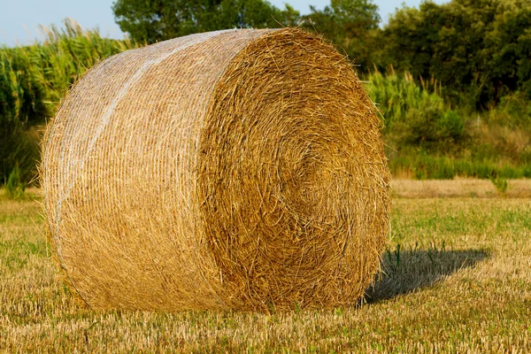 Campo de fardos — Fotografia de Stock