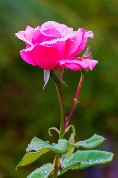 Růže s kapkami — Stock fotografie