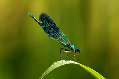 Dragonfly clipart