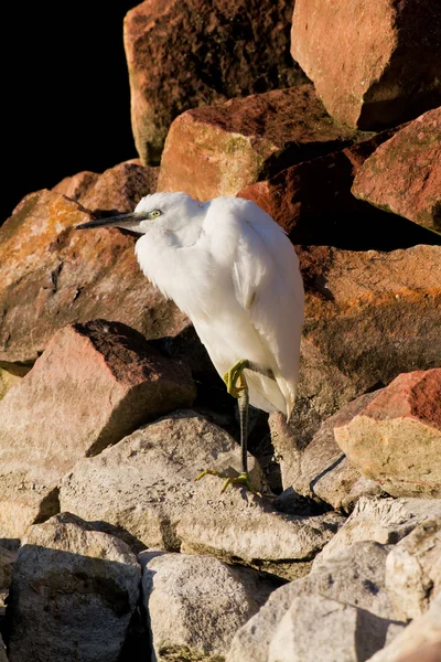Small egret — Stock Photo, Image