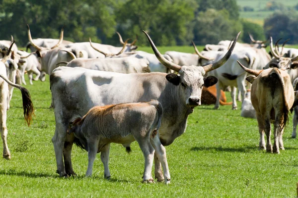 Hungarian grey bulls — Stock Photo, Image