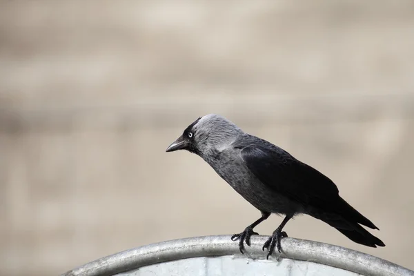 Vogel op de vuilnisbelt — Stockfoto