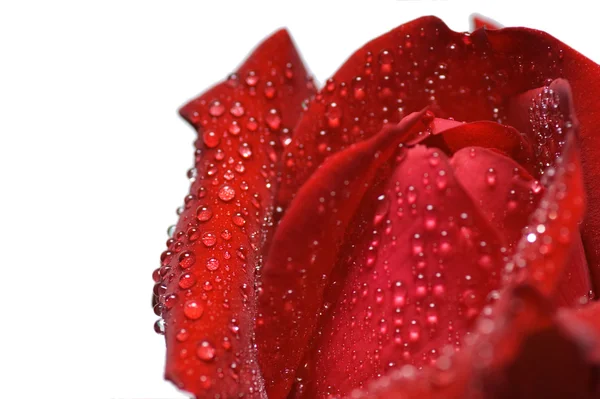 Red rose and water drops - macro — Stock Photo, Image