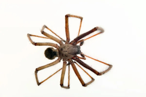 Izole örümcek — Stok fotoğraf