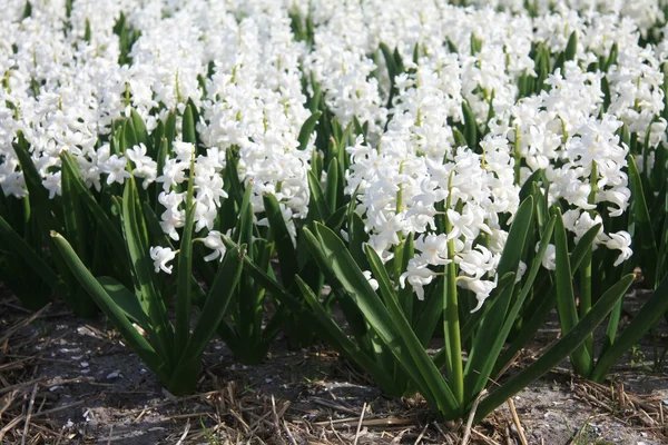 stock image White hyacints on a field