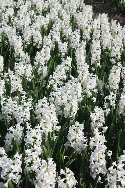 在一个字段上的白色 hyacints — 图库照片