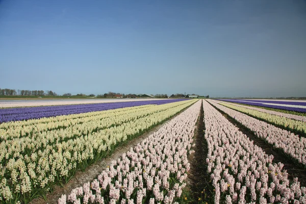 Hyacint Fields — Stock Photo, Image