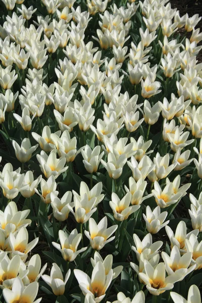 Tulipanes blancos y amarillos — Foto de Stock