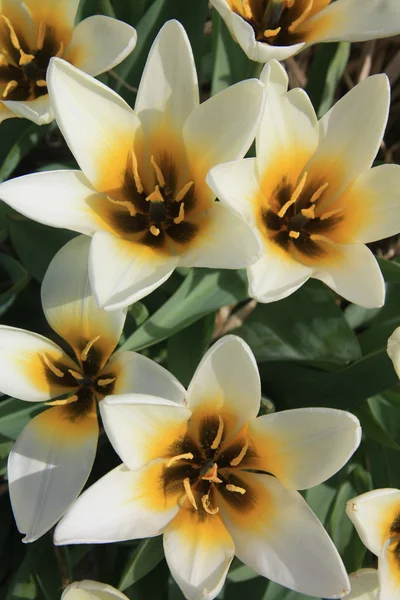Vita och gula tulpaner — Stockfoto