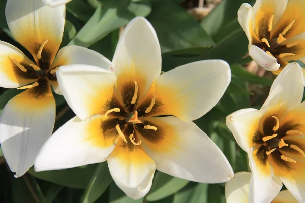 Tulipanes blancos y amarillos — Foto de Stock