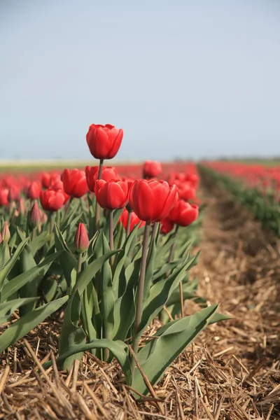 Rode tulpen op een veld — Stockfoto
