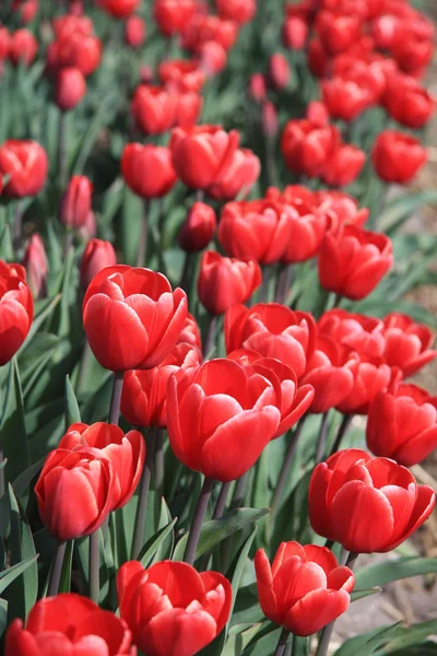 Красные тюльпаны на поле — стоковое фото