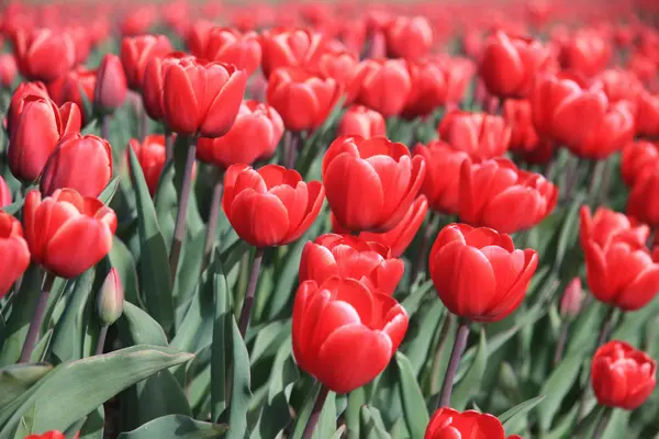 Tulipes rouges sur un champ — Photo