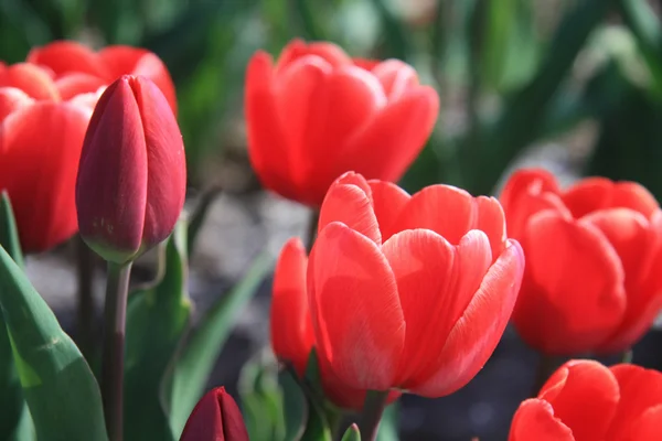 Червоні тюльпани на полі — стокове фото