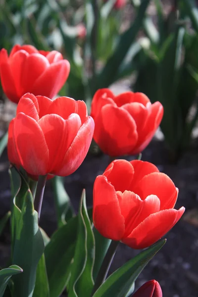 Tulipani rossi su un campo — Foto Stock