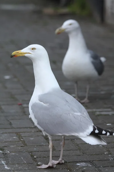 Um par de gaivotas — Fotografia de Stock
