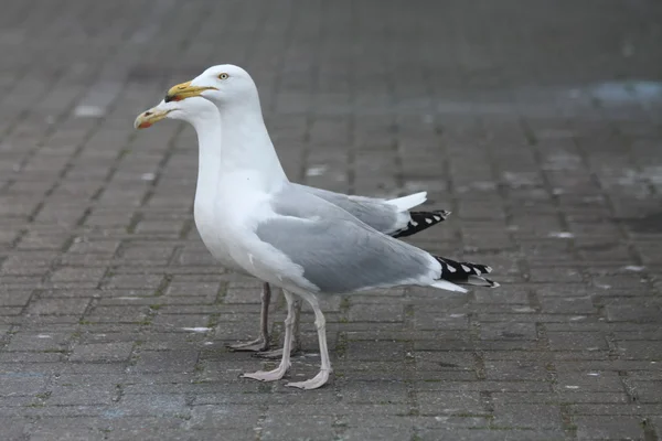 Um par de gaivotas — Fotografia de Stock
