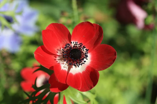 Red anemone in full sunlight — Stock Photo, Image