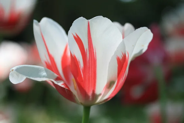 Tulipán rojo y blanco en cerrar — Stockfoto