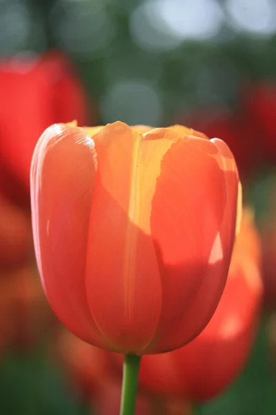 Close up van een oranje en gele tulp — Stockfoto