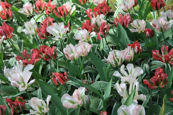 Gemischte farbige Tulpen — Stockfoto