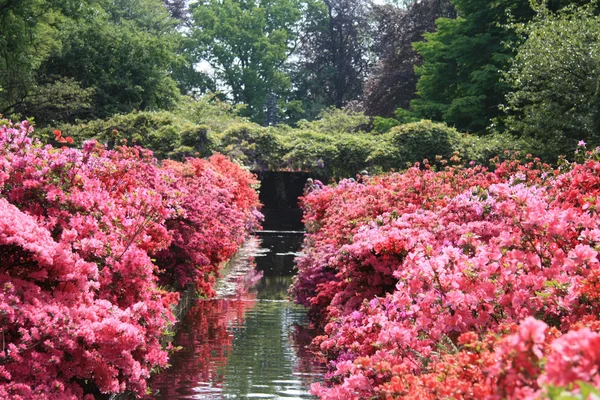 Perspektivische Ansicht mit verschiedenen Rhododendronfarben — Stockfoto