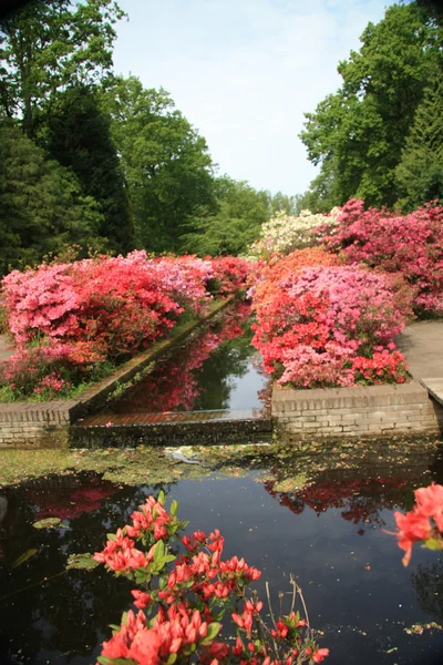 Perspective view with various rhododendron colors — Stock Photo, Image