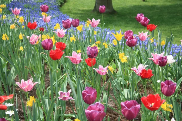 Tulipanes y narcisos de colores mixtos —  Fotos de Stock