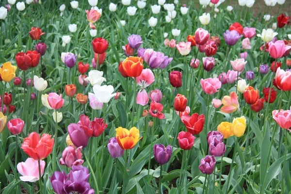 Разноцветные тюльпаны — стоковое фото