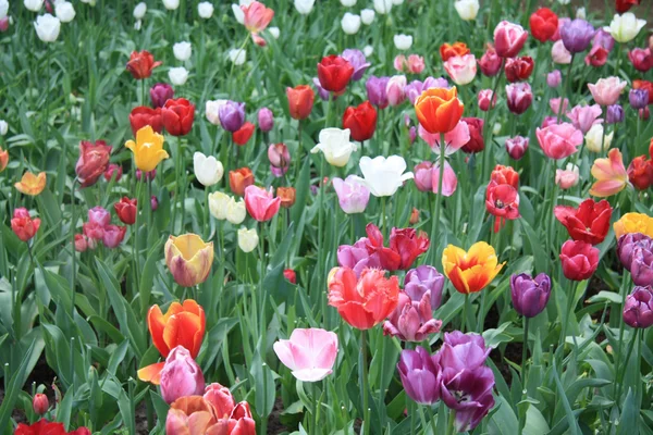 Mixed colored tulips — Stock Photo, Image