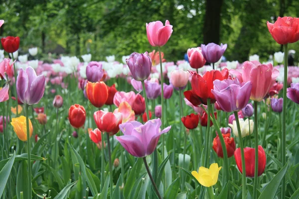 Tulipanes mixtos —  Fotos de Stock