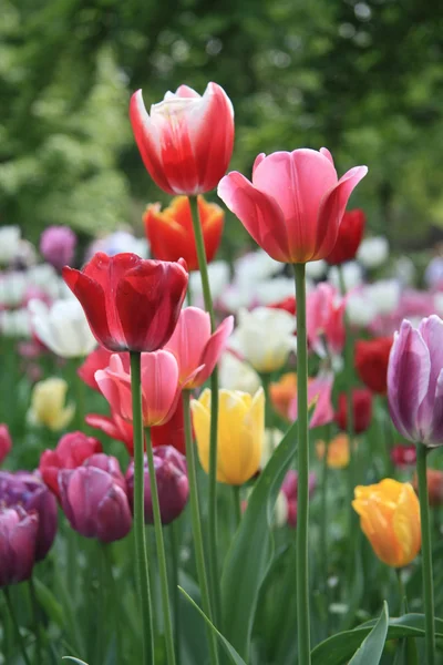 Tulipes de couleur mélangée — Photo