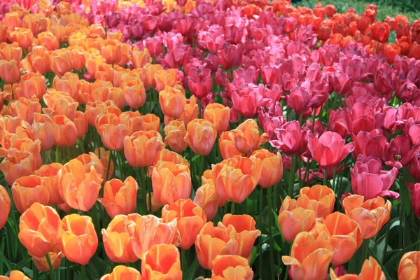 Tulipanes naranja, rosa y rojo —  Fotos de Stock