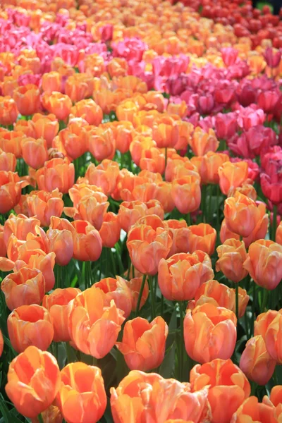 Tulipas laranja, rosa e vermelha — Fotografia de Stock